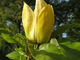 Magnolia Yellow bird knopp
